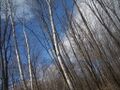 Bluesky-1-.jpg