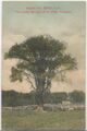 TA023BerneTreeDietzMassacreColor.jpg