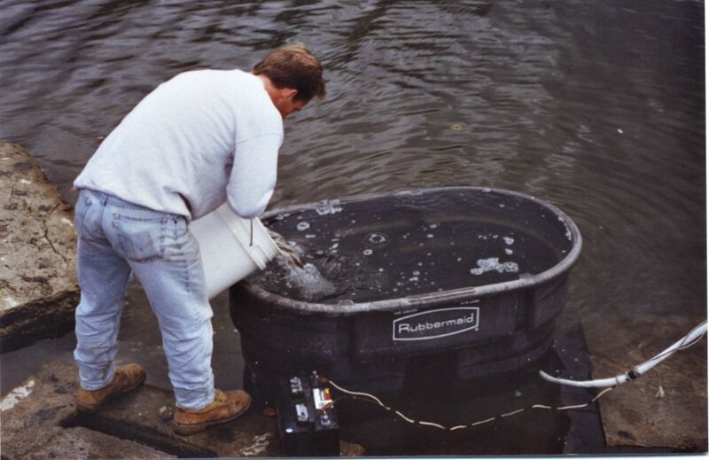 File:Walleye 12.jpg