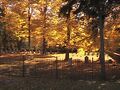 OldKnoxCemetery.jpg