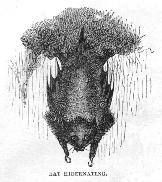 File:1869HarpersHelderbergs12.jpg