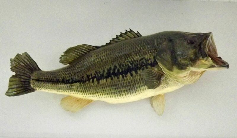 File:Fish 1.jpg