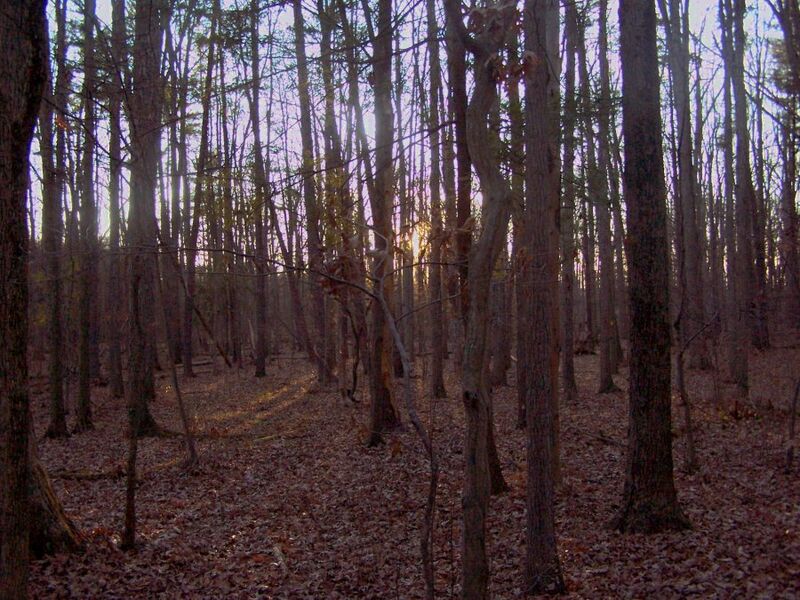 File:Sunsetwood-1-.jpg