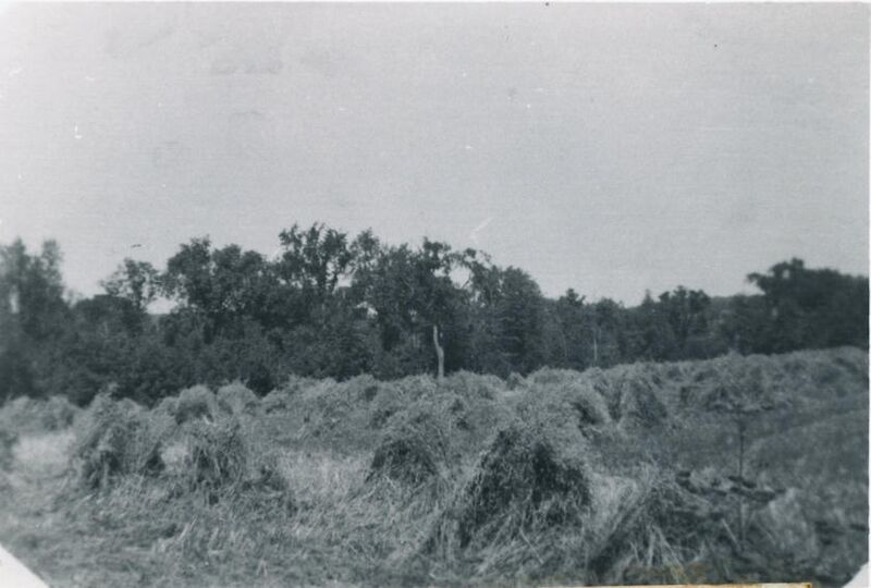 File:KS53MReapedGrainWEB.jpg