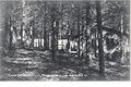 Camp Die Waldstille 1.jpg