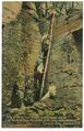 NY-Knox-1910-PC15YWSCTreeLadderWEB.jpg