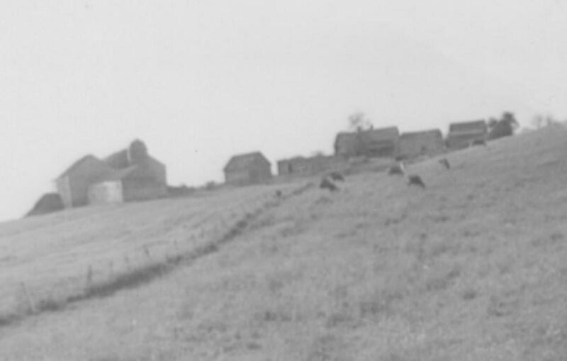 File:RS005SideHillCowsB.jpg