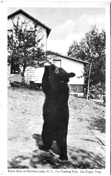 File:TA041WarnersLakeBear.jpg