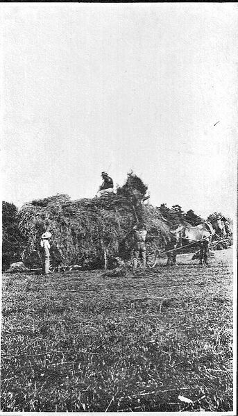 File:Haying 4.jpg
